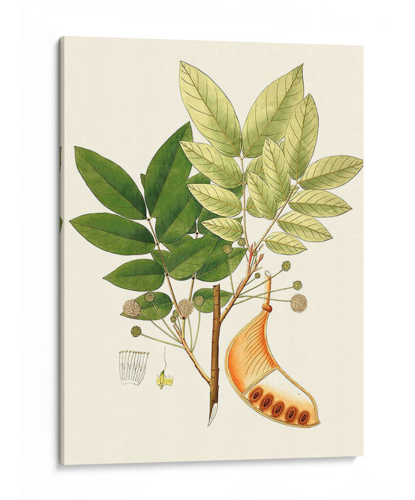 Follaje Verde Primavera Ix | Cuadro decorativo de Canvas Lab