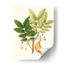 Follaje Verde Primavera Ix | Cuadro decorativo de Canvas Lab