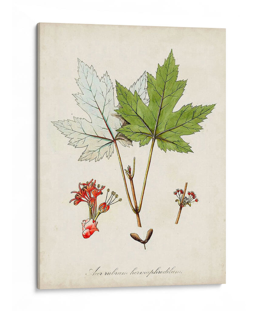 Estudio De Árbol Antiguo I | Cuadro decorativo de Canvas Lab