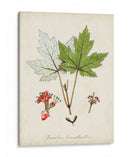 Estudio De Árbol Antiguo I | Cuadro decorativo de Canvas Lab