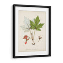 Estudio De Árbol Antiguo I | Cuadro decorativo de Canvas Lab