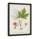 Estudio De Árbol Antiguo I | Cuadro decorativo de Canvas Lab