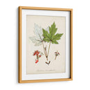 Estudio De Árbol Antiguo I | Cuadro decorativo de Canvas Lab