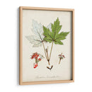 Estudio De Árbol Antiguo I | Cuadro decorativo de Canvas Lab