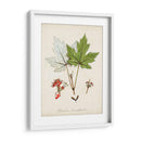Estudio De Árbol Antiguo I | Cuadro decorativo de Canvas Lab