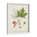 Estudio De Árbol Antiguo I | Cuadro decorativo de Canvas Lab