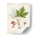 Estudio De Árbol Antiguo I | Cuadro decorativo de Canvas Lab
