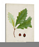Estudio De Árbol Antiguo Ii | Cuadro decorativo de Canvas Lab