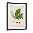 Estudio De Árbol Antiguo Ii | Cuadro decorativo de Canvas Lab