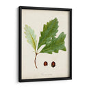 Estudio De Árbol Antiguo Ii | Cuadro decorativo de Canvas Lab