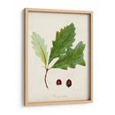 Estudio De Árbol Antiguo Ii | Cuadro decorativo de Canvas Lab