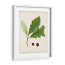 Estudio De Árbol Antiguo Ii | Cuadro decorativo de Canvas Lab