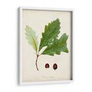 Estudio De Árbol Antiguo Ii | Cuadro decorativo de Canvas Lab