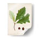 Estudio De Árbol Antiguo Ii | Cuadro decorativo de Canvas Lab