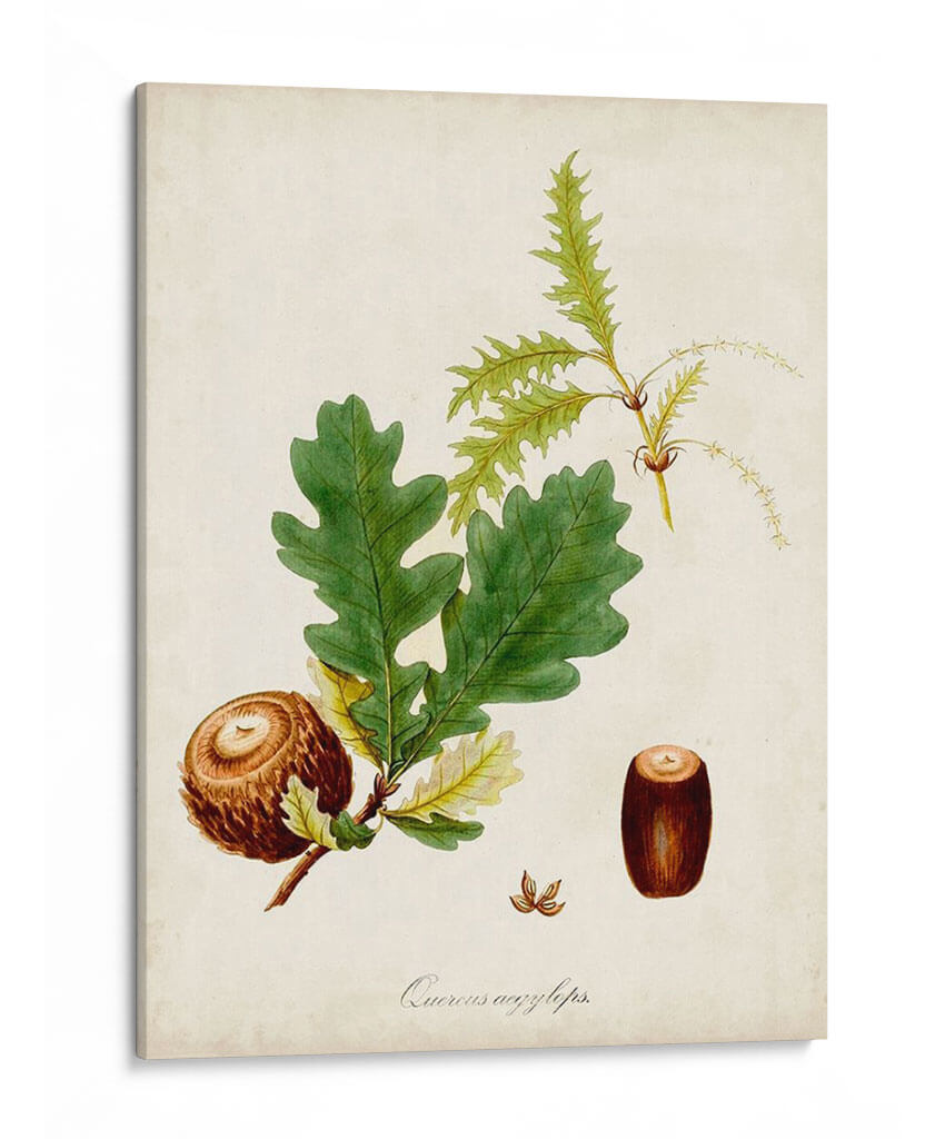 Estudio De Árbol Antiguo Iii | Cuadro decorativo de Canvas Lab
