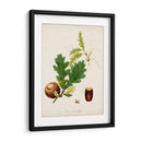 Estudio De Árbol Antiguo Iii | Cuadro decorativo de Canvas Lab