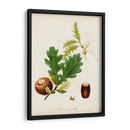 Estudio De Árbol Antiguo Iii | Cuadro decorativo de Canvas Lab