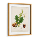 Estudio De Árbol Antiguo Iii | Cuadro decorativo de Canvas Lab