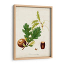 Estudio De Árbol Antiguo Iii | Cuadro decorativo de Canvas Lab