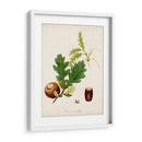 Estudio De Árbol Antiguo Iii | Cuadro decorativo de Canvas Lab