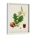 Estudio De Árbol Antiguo Iii | Cuadro decorativo de Canvas Lab