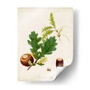 Estudio De Árbol Antiguo Iii | Cuadro decorativo de Canvas Lab