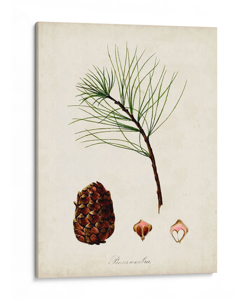 Estudio De Árbol Antiguo Iv | Cuadro decorativo de Canvas Lab