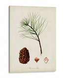 Estudio De Árbol Antiguo Iv | Cuadro decorativo de Canvas Lab