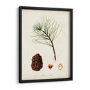 Estudio De Árbol Antiguo Iv | Cuadro decorativo de Canvas Lab