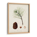 Estudio De Árbol Antiguo Iv | Cuadro decorativo de Canvas Lab