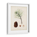 Estudio De Árbol Antiguo Iv | Cuadro decorativo de Canvas Lab