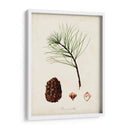 Estudio De Árbol Antiguo Iv | Cuadro decorativo de Canvas Lab
