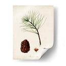 Estudio De Árbol Antiguo Iv | Cuadro decorativo de Canvas Lab