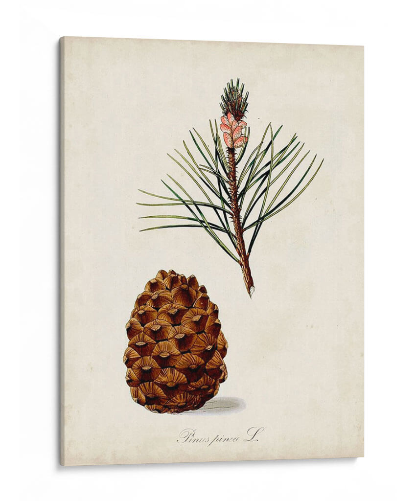 Estudio De Árbol Antiguo V | Cuadro decorativo de Canvas Lab
