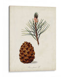 Estudio De Árbol Antiguo V | Cuadro decorativo de Canvas Lab