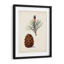 Estudio De Árbol Antiguo V | Cuadro decorativo de Canvas Lab