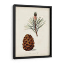 Estudio De Árbol Antiguo V | Cuadro decorativo de Canvas Lab