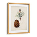 Estudio De Árbol Antiguo V | Cuadro decorativo de Canvas Lab