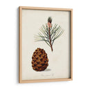 Estudio De Árbol Antiguo V | Cuadro decorativo de Canvas Lab