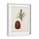 Estudio De Árbol Antiguo V | Cuadro decorativo de Canvas Lab
