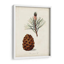 Estudio De Árbol Antiguo V | Cuadro decorativo de Canvas Lab