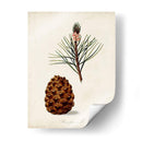 Estudio De Árbol Antiguo V | Cuadro decorativo de Canvas Lab