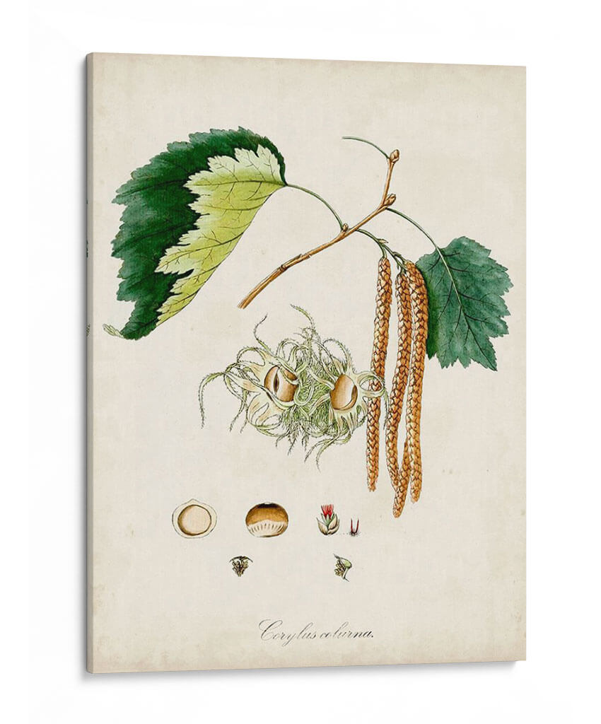 Estudio De Árbol Antiguo Vi | Cuadro decorativo de Canvas Lab