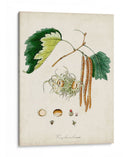 Estudio De Árbol Antiguo Vi | Cuadro decorativo de Canvas Lab
