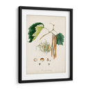 Estudio De Árbol Antiguo Vi | Cuadro decorativo de Canvas Lab