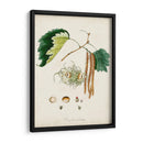 Estudio De Árbol Antiguo Vi | Cuadro decorativo de Canvas Lab