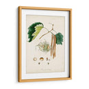 Estudio De Árbol Antiguo Vi | Cuadro decorativo de Canvas Lab