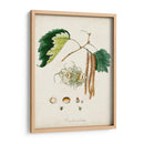 Estudio De Árbol Antiguo Vi | Cuadro decorativo de Canvas Lab
