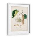 Estudio De Árbol Antiguo Vi | Cuadro decorativo de Canvas Lab
