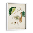 Estudio De Árbol Antiguo Vi | Cuadro decorativo de Canvas Lab
